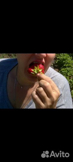 Рассада клубники