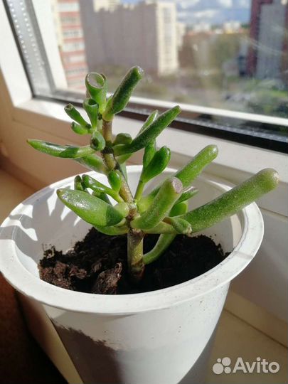 Крассула хоббит, малыши