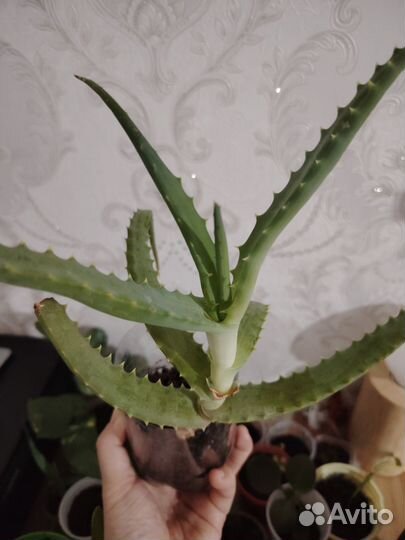 Комнатное растение алое