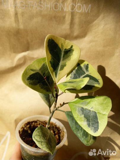 Фикус вианди вариегатный и другие