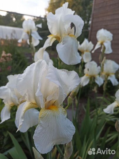 Ирис бородатый