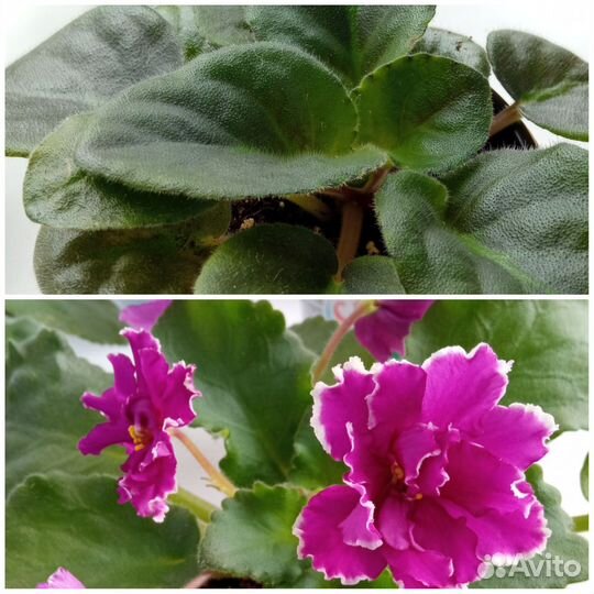 Цветущие фиалки