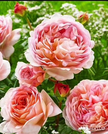 Роза шраб Абрахам Дерби 4 л