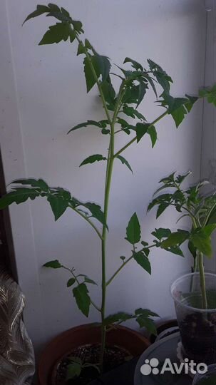 Рассада балконных томатов