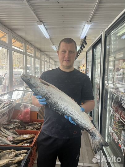 Семга охлажденная, форель охлажденная, дорадо,сиба