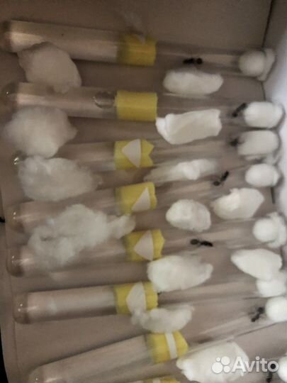 Муравьи жнецы, Messor Structor, матки