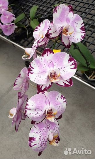 Орхидея фаленопсис под заказ Allura (4 часть)