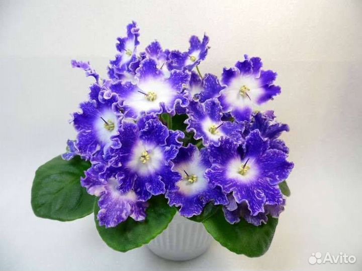 Набор деток сортовых фиалок 10 штук