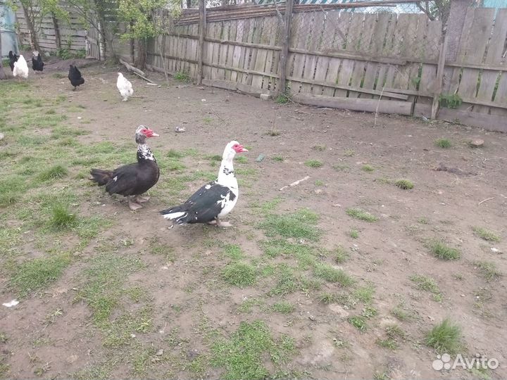 Продам индоуток