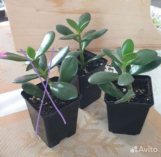 Толстянка, Денежное дереао