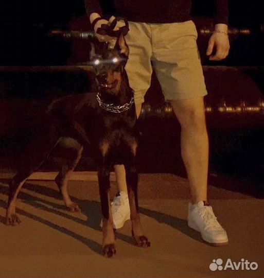 Фотосессия с собакой доберман