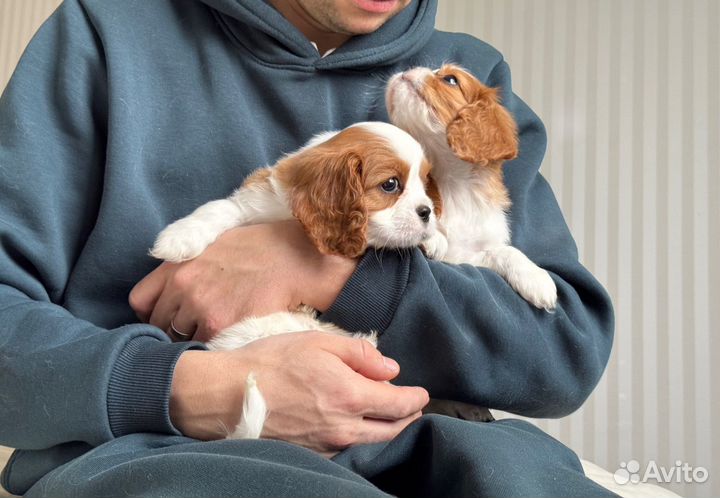 Мальчики Кавалер Кинг Чарльз спаниель