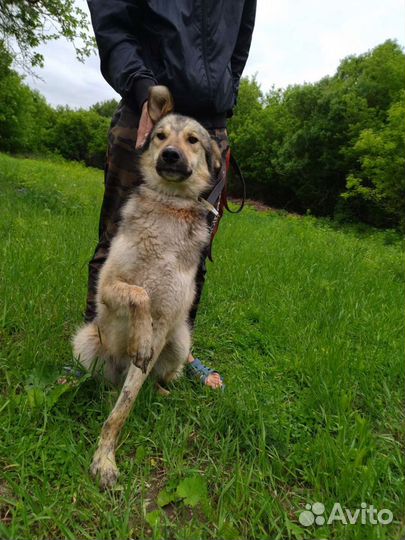 Север ищет дом