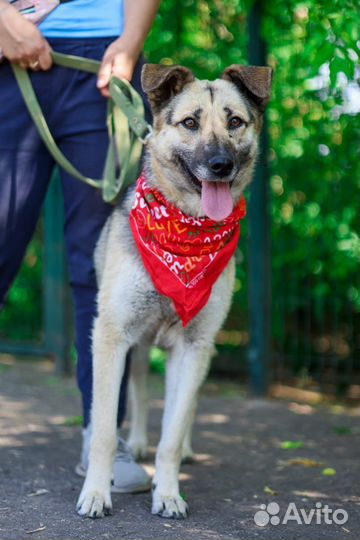 Собака добрая и милая Валя
