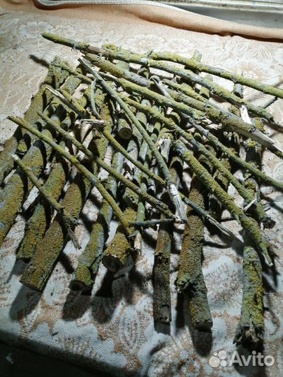 Лишайник Ксантория Желтая