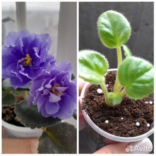 Фиалки детки