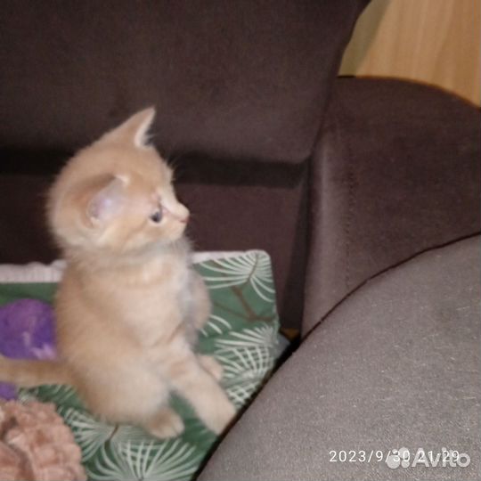 Кошки в добрые руки