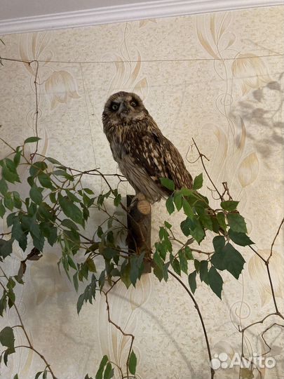 Чучело совы Чучело птиц