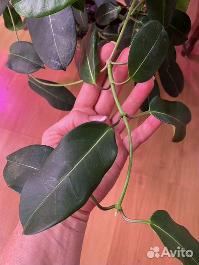 Стефанотис (мадагаскарский жасмин)