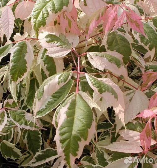 Клен Фламинго на штамбе