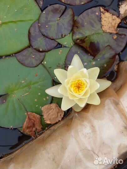 Нимфеи (кувшинки, водные лилии)