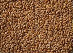 Зерно пшеница ячмень Овёс