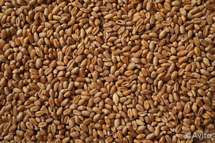 Зерно пшеница ячмень Овёс