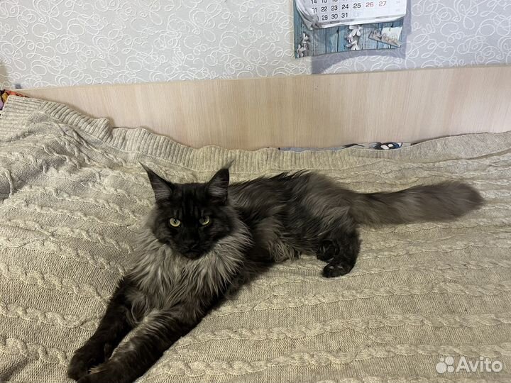 Котята майкун