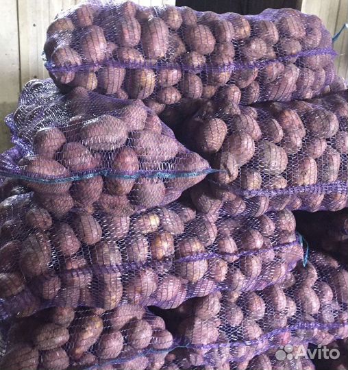 Картошка красная