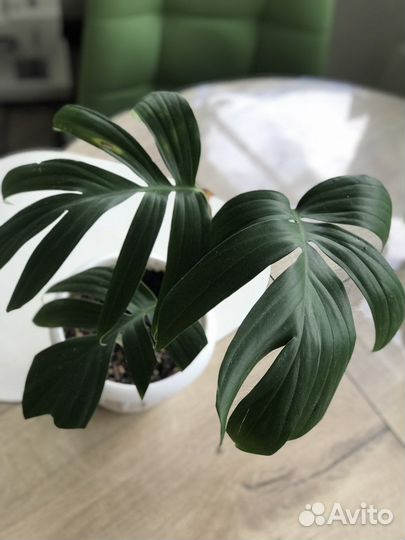 Рафидофора декурсива