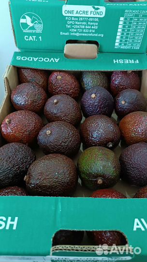 Авокадо Хасс