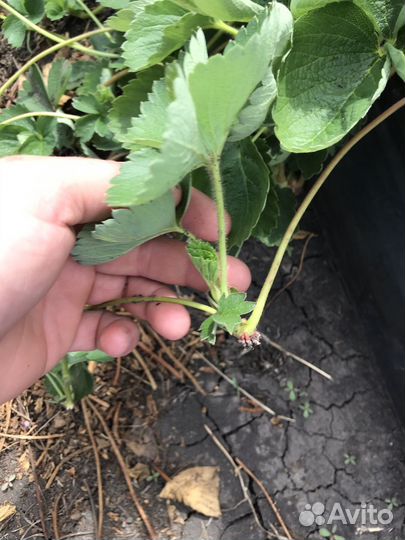 Рассада клубники воздушка априка