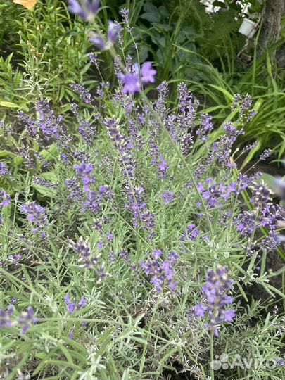 Растения в сад