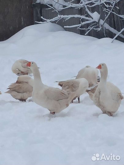 Яйцо гусиное инкубационное