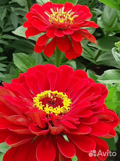 Цветочные букеты