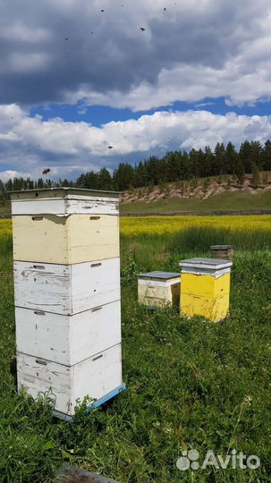 Мёд, мёд в сотах, забрус