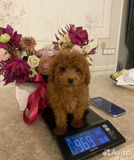 Той-пудель мини мальчик