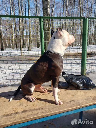 Стаффордширского терьер для вязки