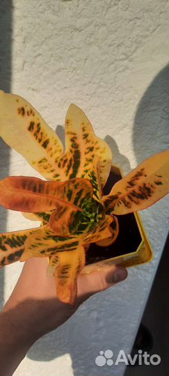 Кодиеум кротон пестрый