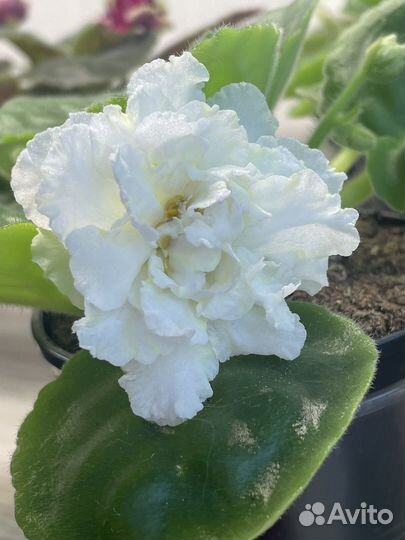 Детки сортовых фиалок