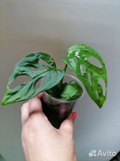 Монстера Манки маск