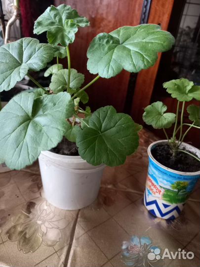 Продаю цветы комнатные