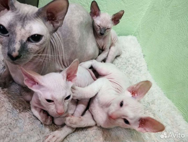 Котята сфинкс