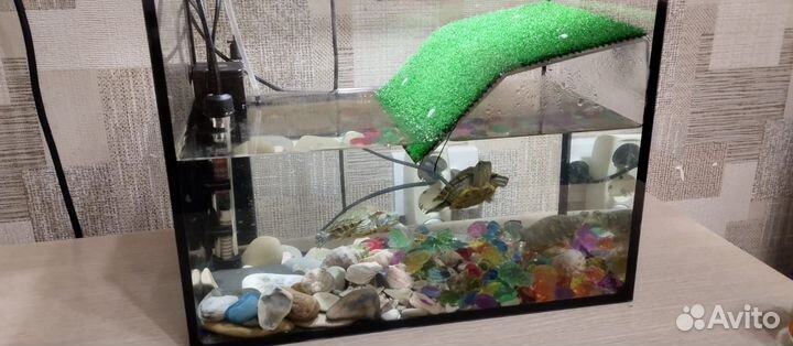 Черепашки с аквариумом