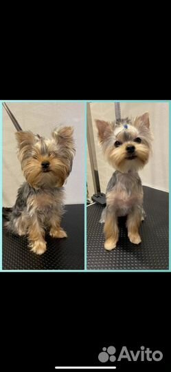 Грумер стрижка собак