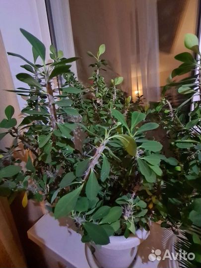 Эуфорбия 60см