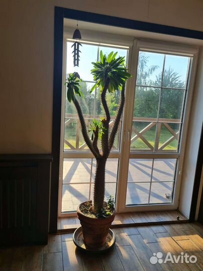 Кактус пахиподиум 1,9м высота