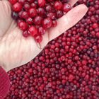 Клюква чистая. Бесплатная доставка