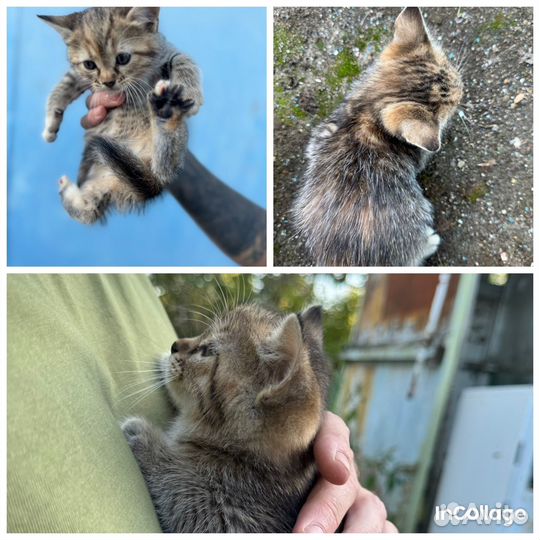 Котята в добрые руки бесплатно