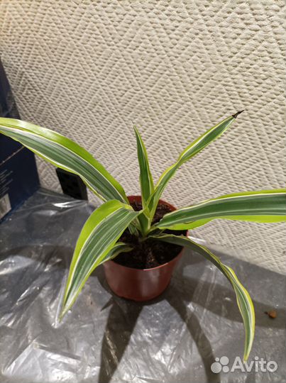 Драцена лимон лайм